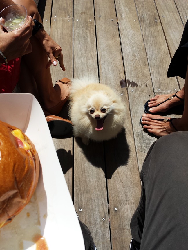Paris-Hilton-Beach-Party-BBQ-dog